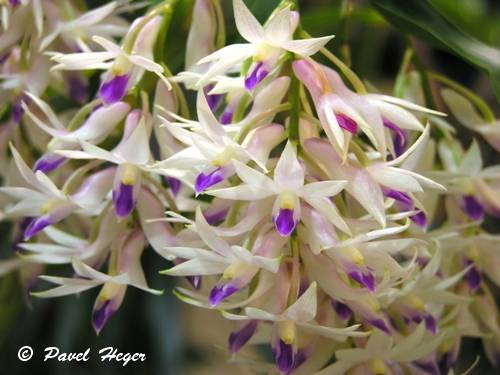 Dendrobium amethystoglossum